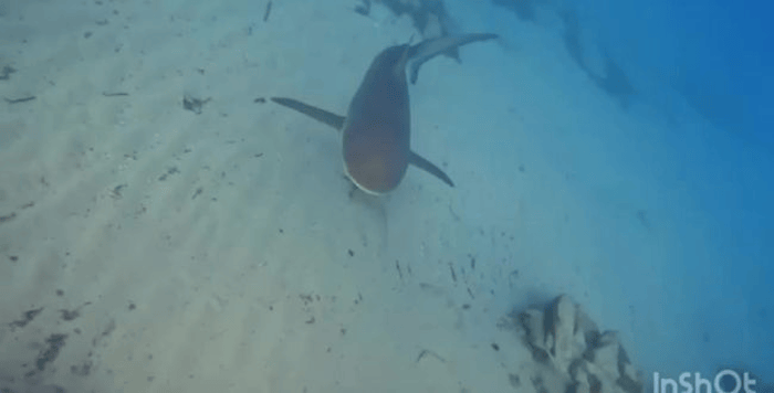 Sharks in Hadera, archive