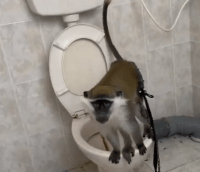 Monkey found in Tuba Zangariya