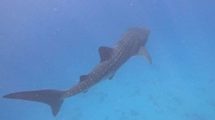 Whale shark