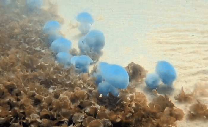 Blue jellyfish 