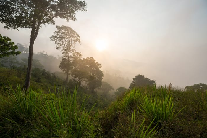The forests of Honduras.