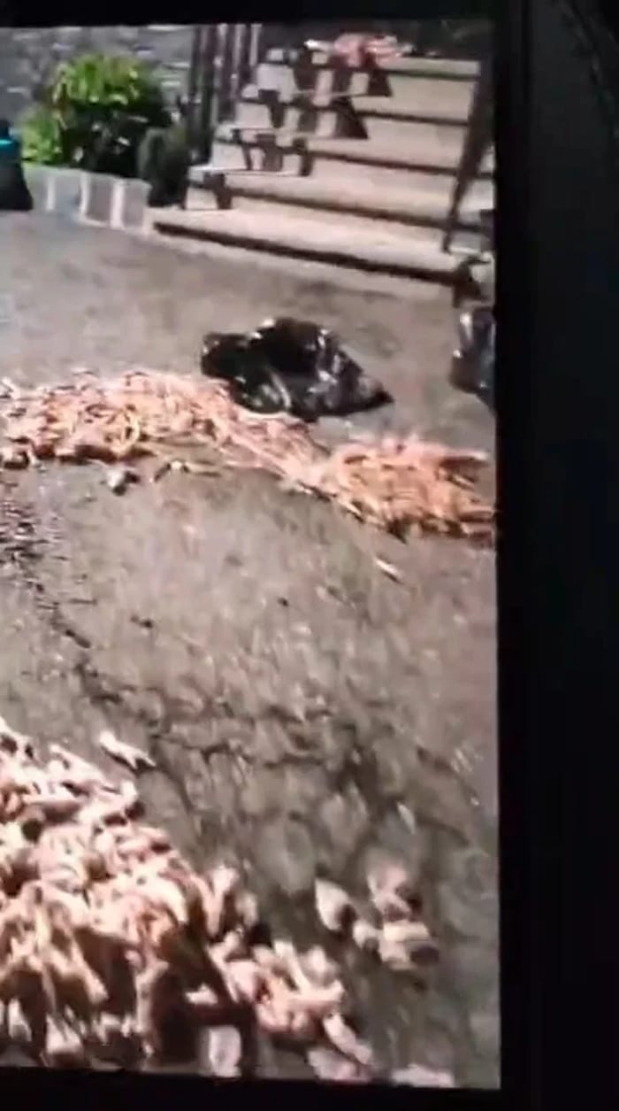 Chicken feet strewn outside