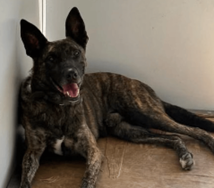 Oketz dog "Scar"
