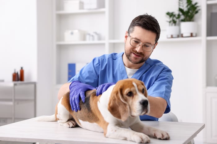 Beagle