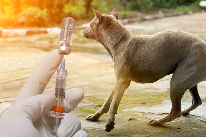 Rabies illustration
