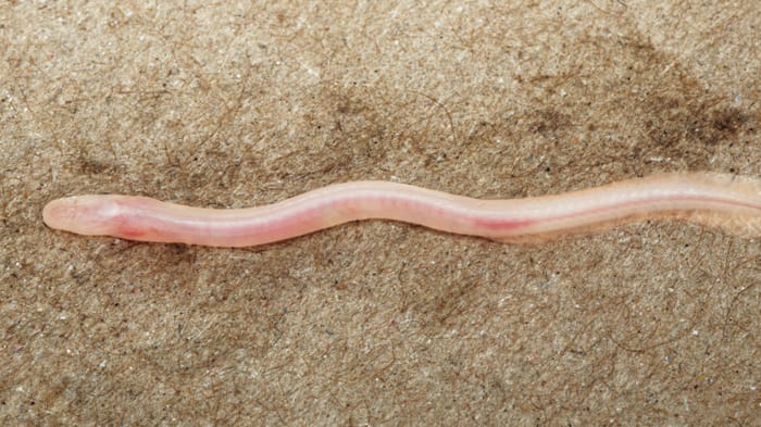 A New Species of Fish