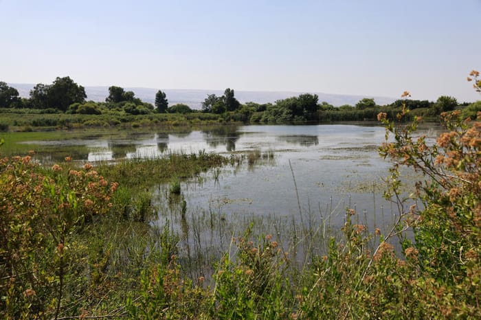 Stream in Israel