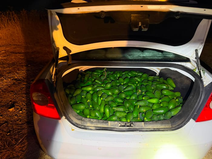 The stolen Avocados in the car