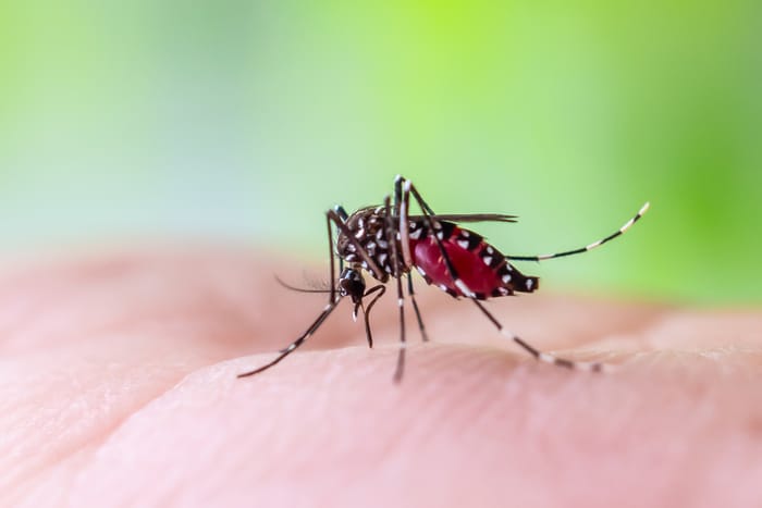 Mosquitos