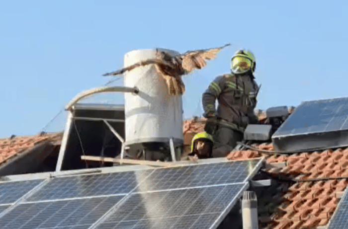 Firefighters rescuing the owl
