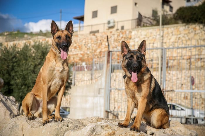 Belgian shepherd dog