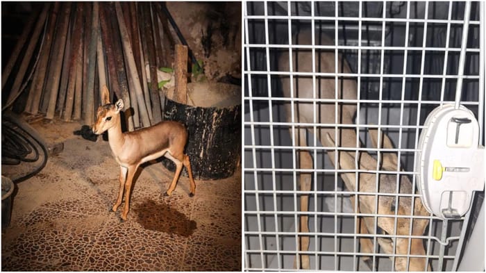 Gazelle that was rescued