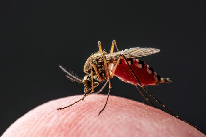 The dangerous mosquito, illustration