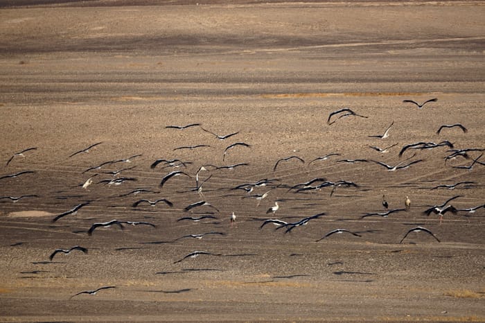 Thousands of White Storks Spotted in Israel's Arava