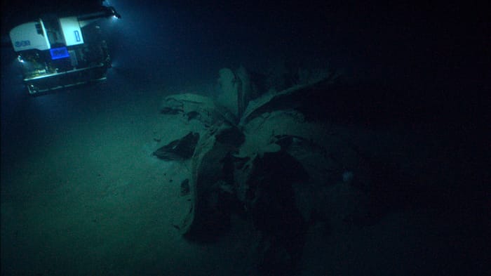Oil flowers found on the seabed