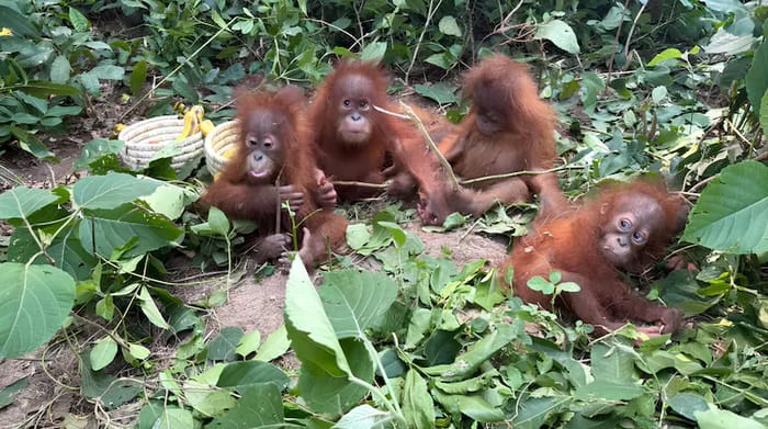 The cubs as they were found in the forest.