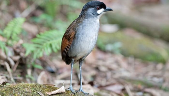The rare Jocotoco Antpitta