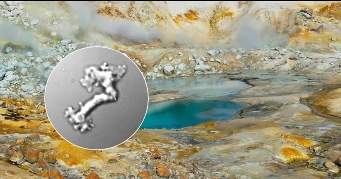 The newly discovered amoeba against the backdrop of the park where it was found