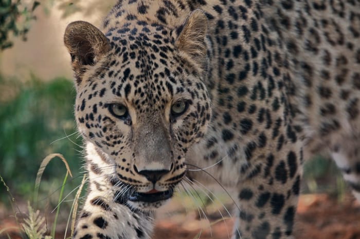 Deni, the new Persian leopard at Ramat Gan Safari