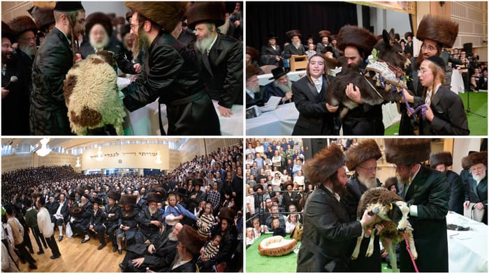 Pidyon peter chamor ceremony in London