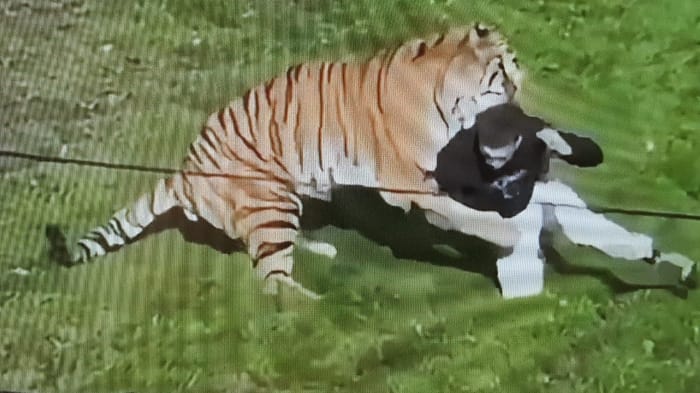 Man enters tiger enclosure at Yorkshire wildlife park, killed in attack