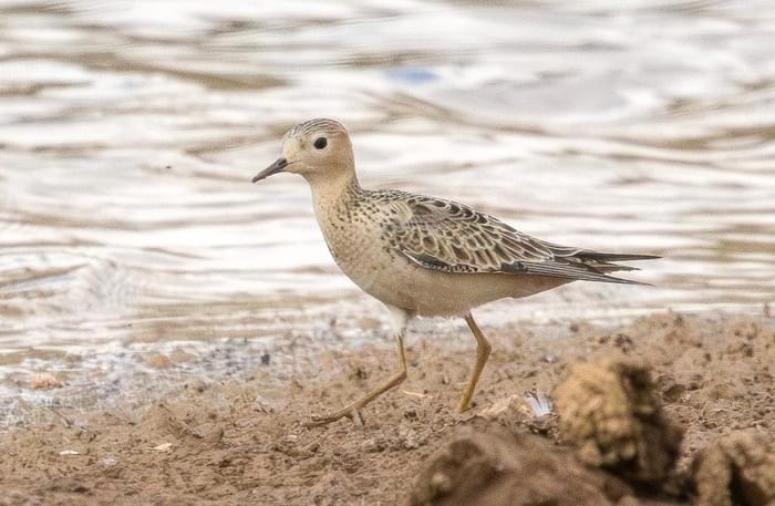 The buff-breasted sandpiper