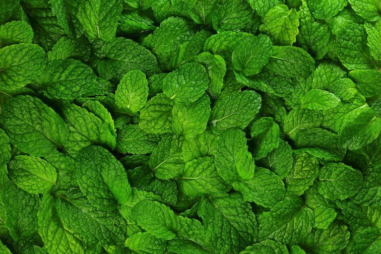 Photo: Shutterstock