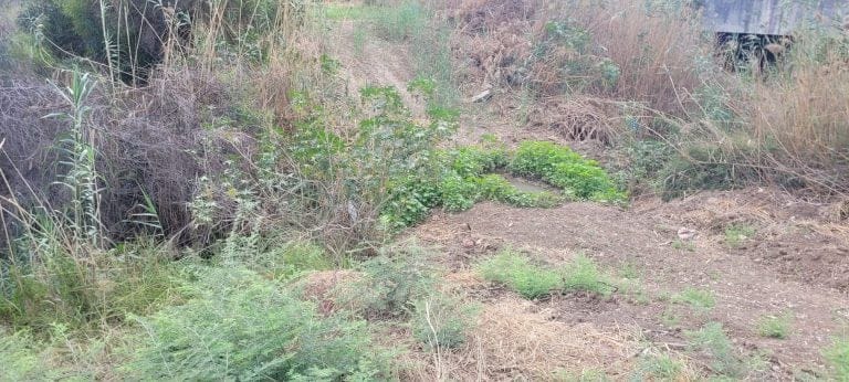 Shapirim Stream