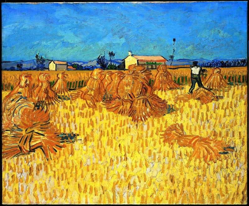 Harvest In Provence
