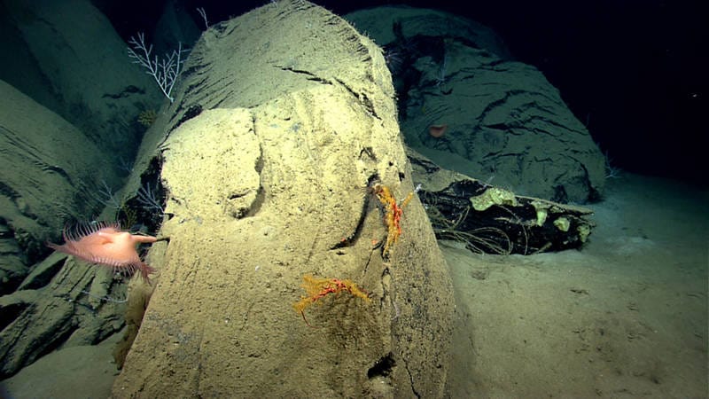 Oil flowers found on the seabed