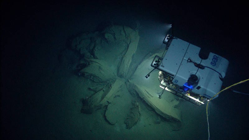 Oil flowers found on the seabed