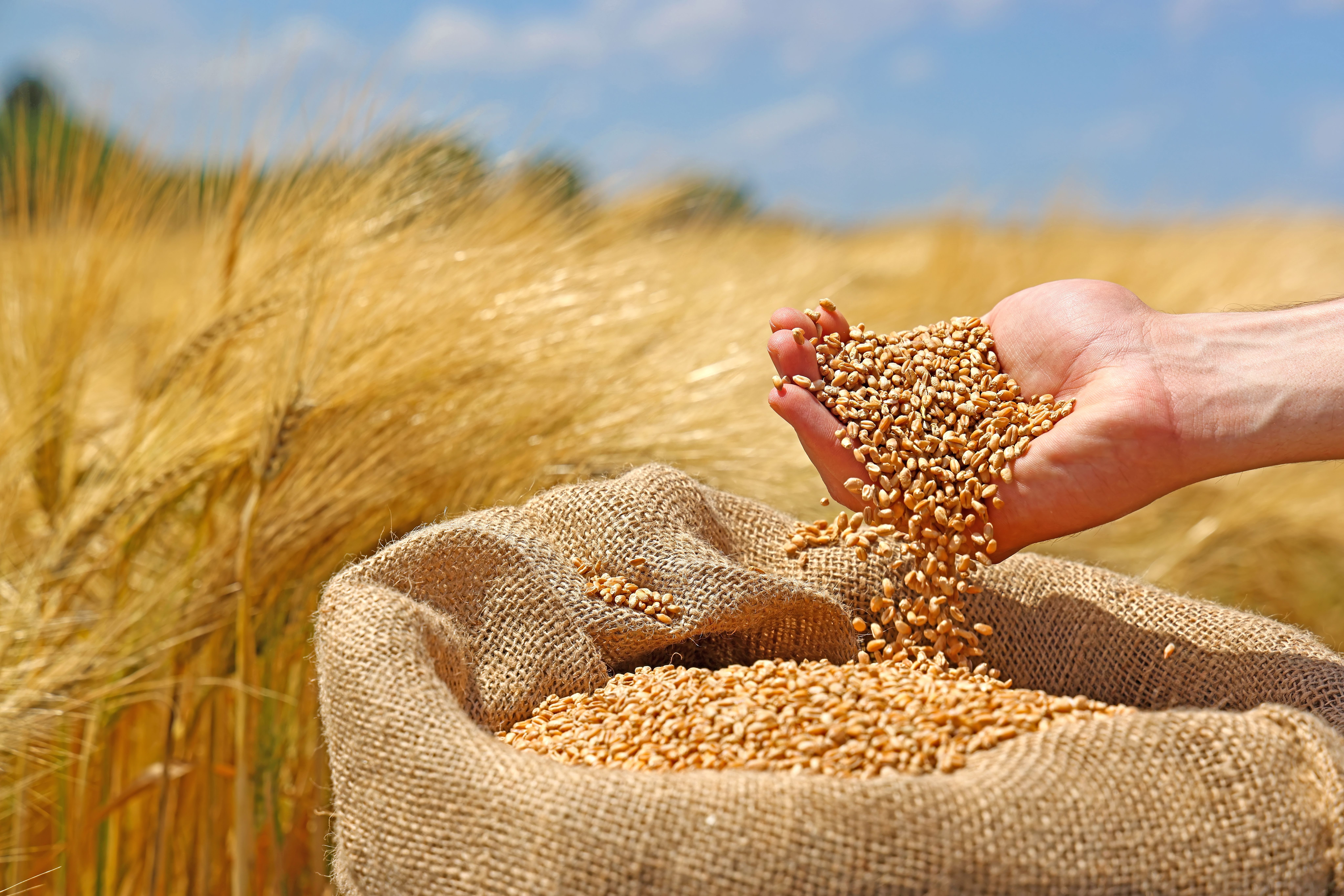 Wheat abundance