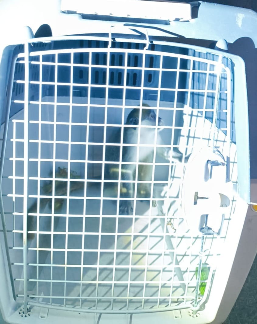 The cage which held the monkey
