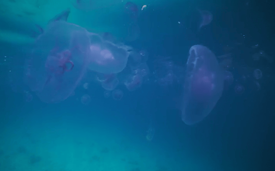 Jellyfish deep in the sea