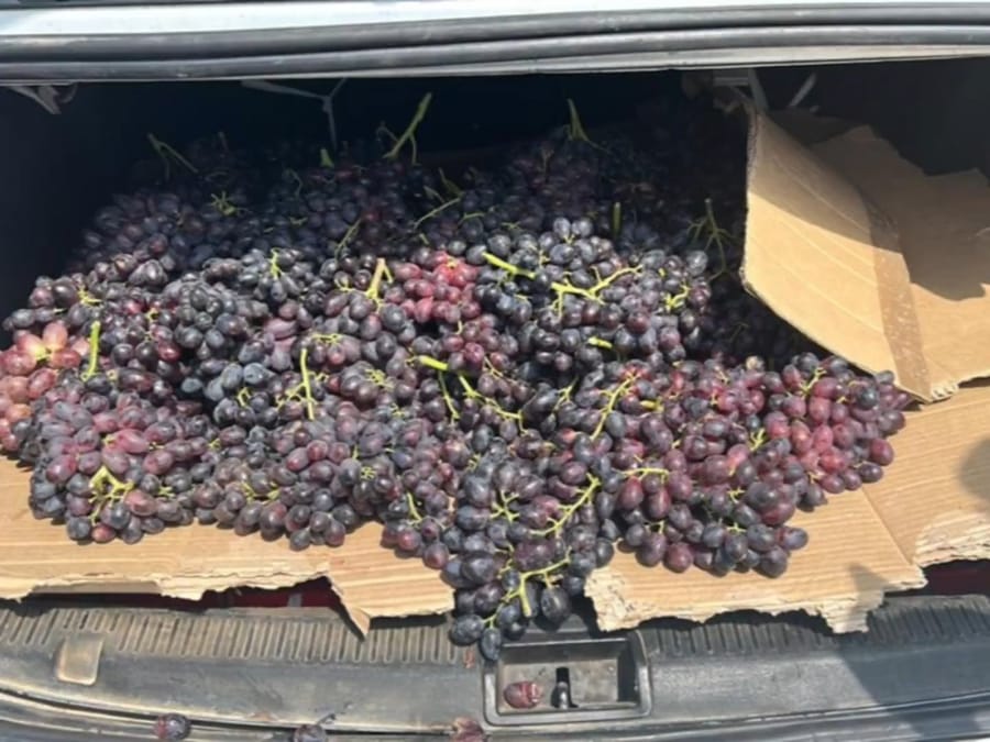 The grapes that were seized