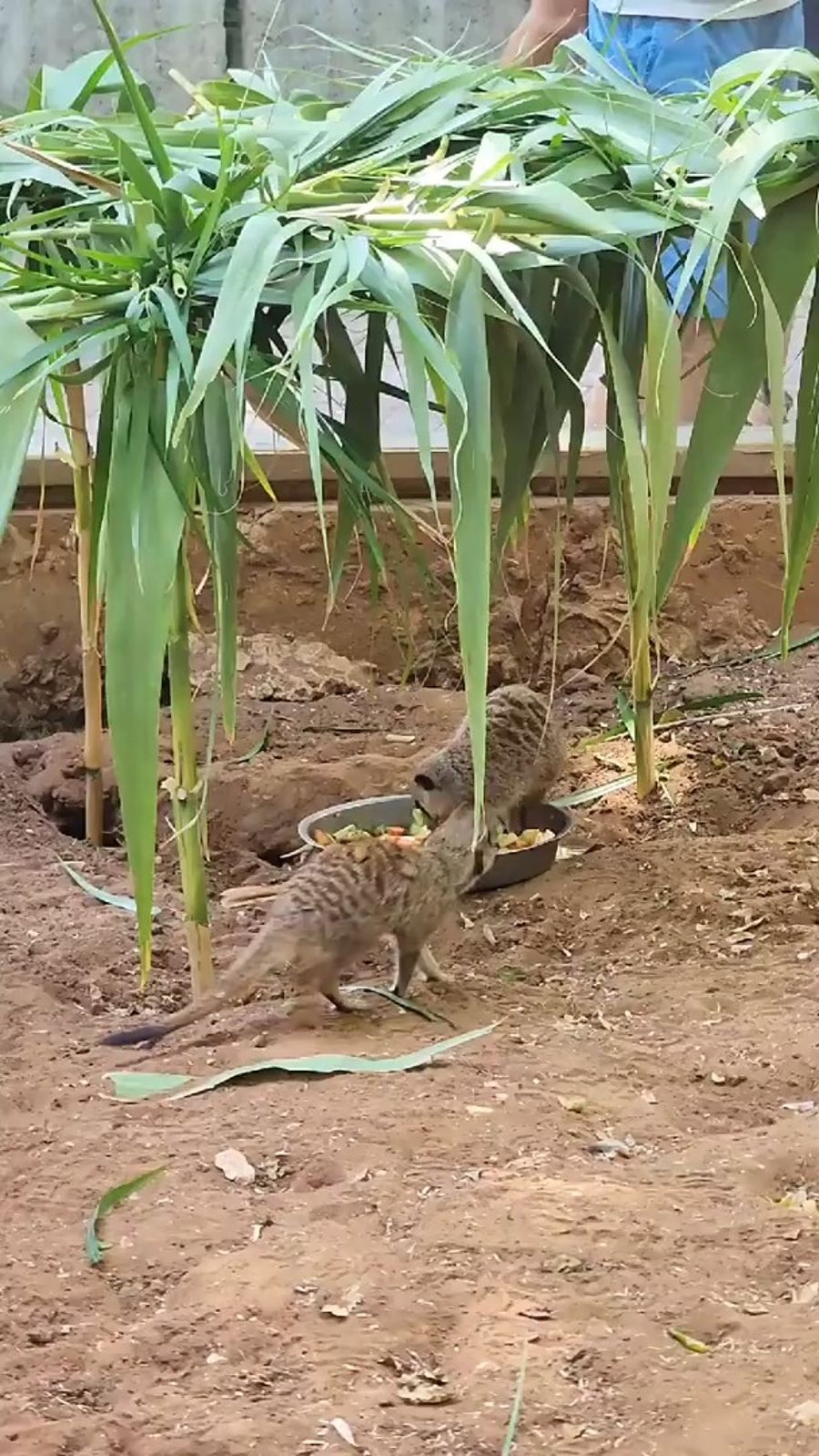 The meerkat sukkah