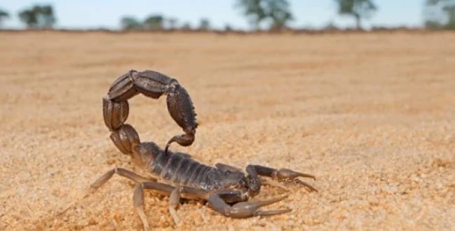 Scorpion for illustration