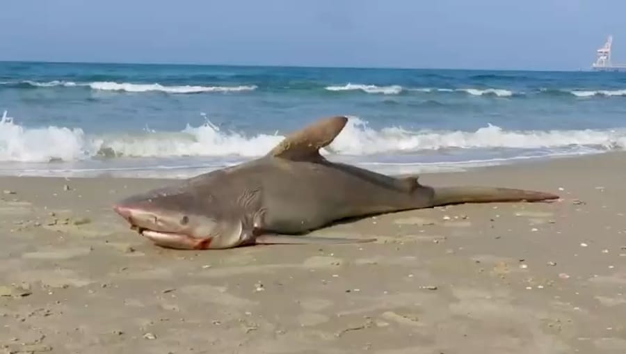 Sandbar shark washed up on Hadera beach