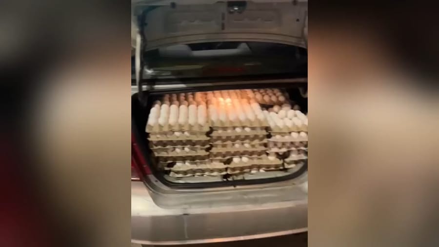 Smuggled eggs.