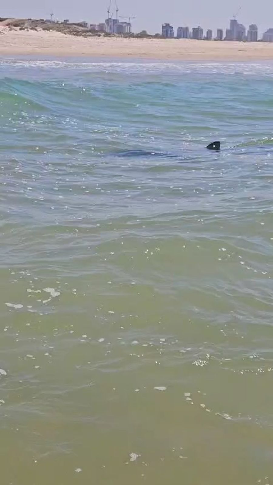 Shark frolicking in the water (before attacking a diver), Hadera, April 21, 2025