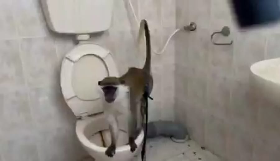 Monkey found in Tuba Zangariya
