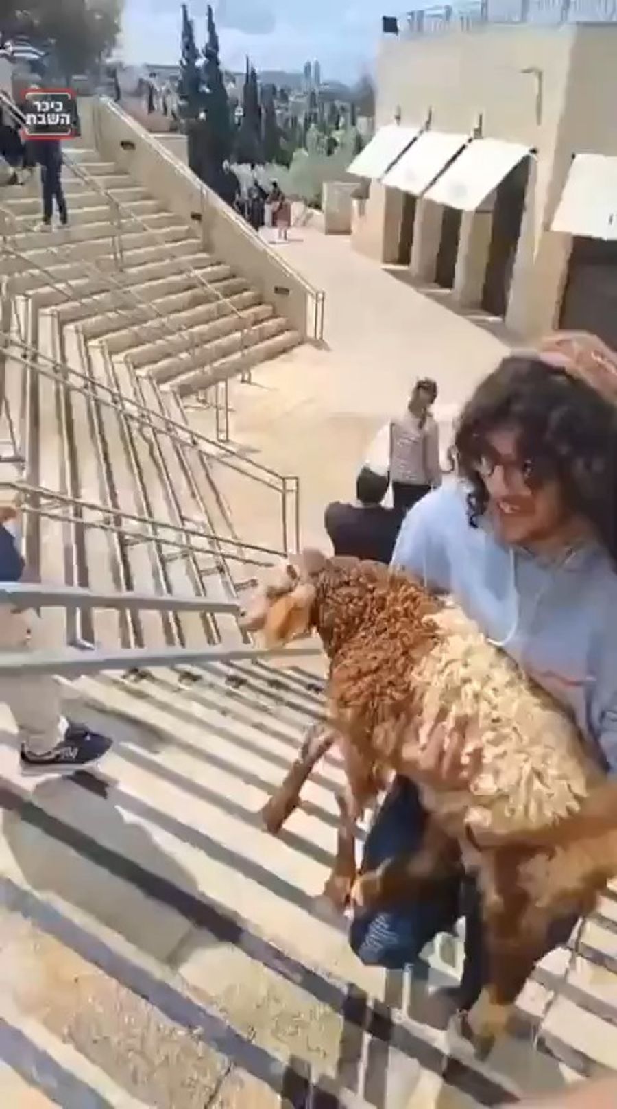 Jews trying to bring goat to Temple Mount for Pessah Sheni