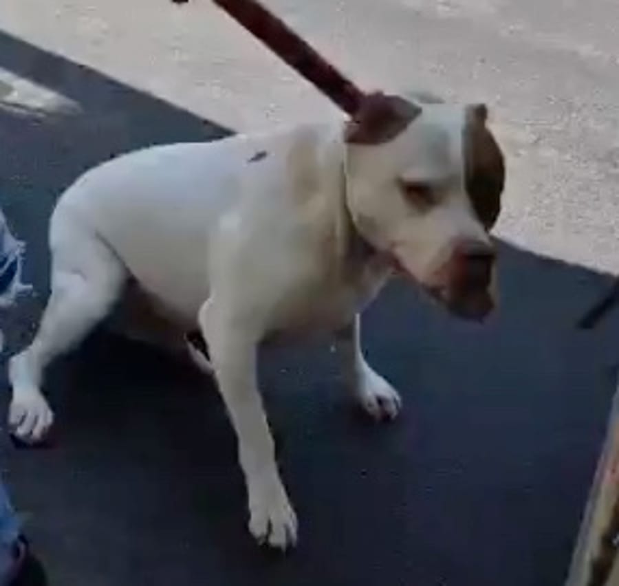 Tragic Loss in Haifa: Toddler Dies After Dog Attack