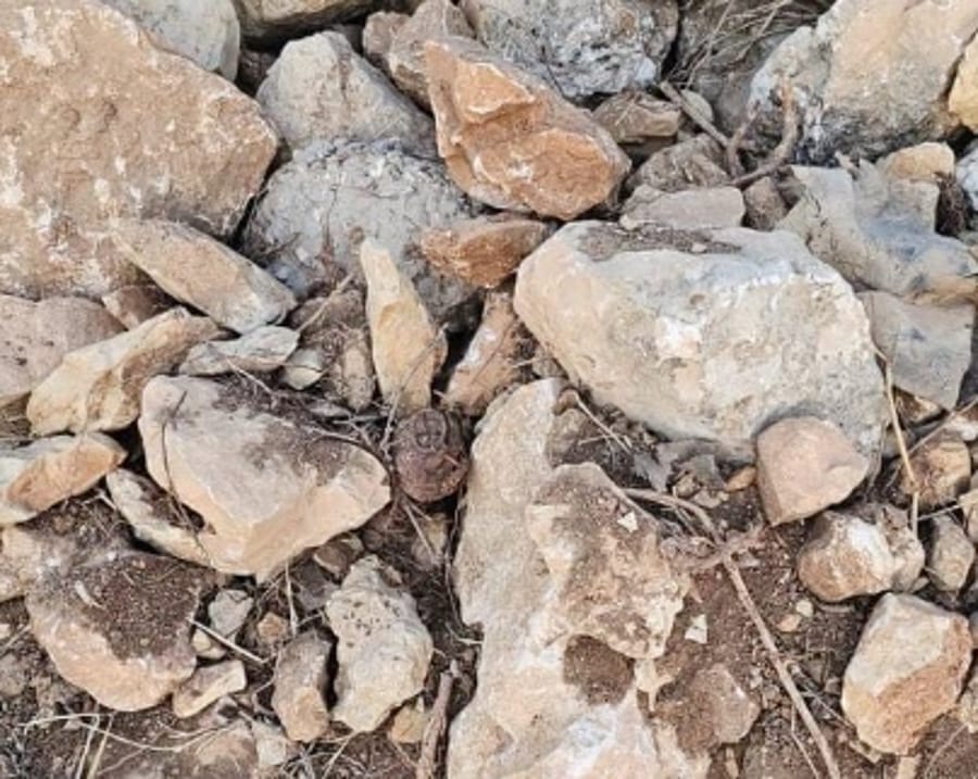Discoveries of WWII-Era Grenades found in Gush Etzion