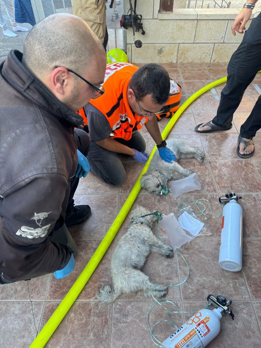 Very good boys: Medical teams help dogs breathe after fire