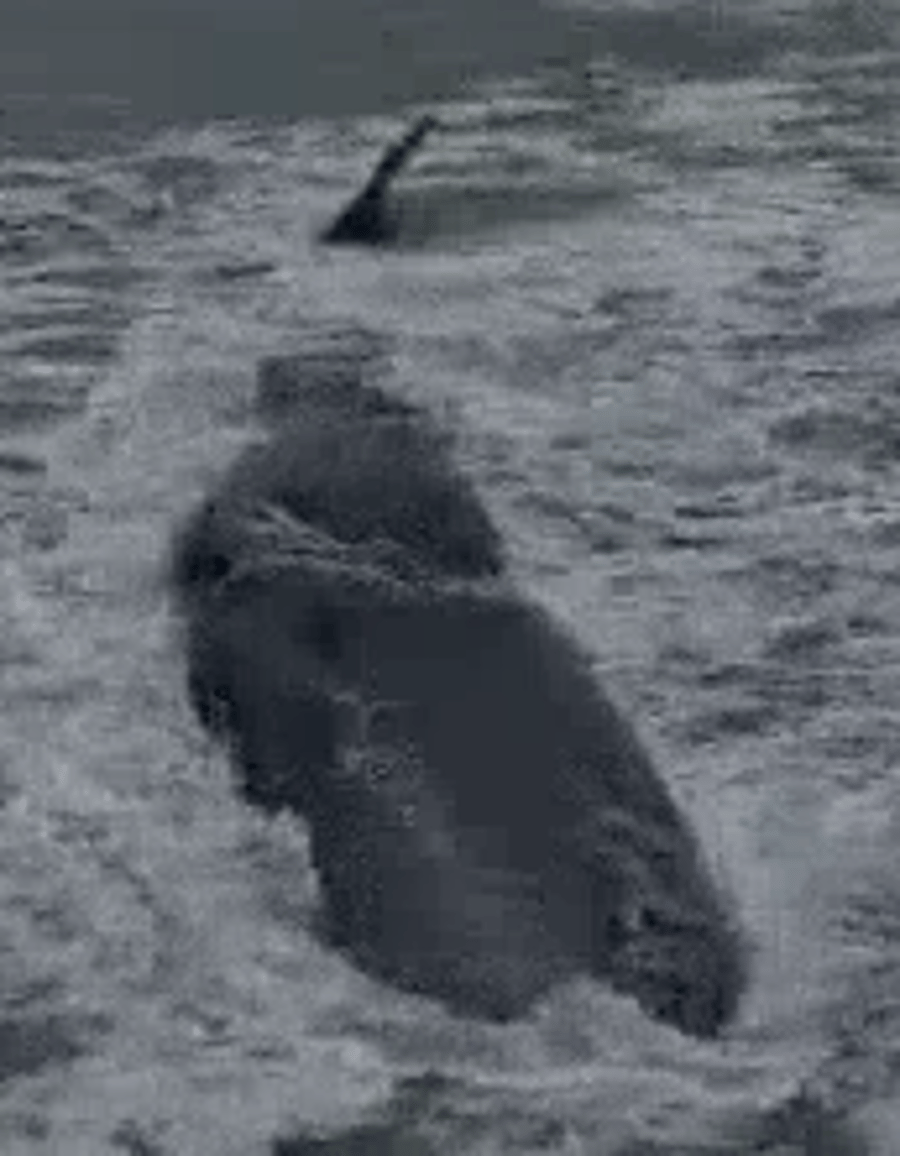 Sperm Whale Carcass Washes Ashore at Zikim Beach