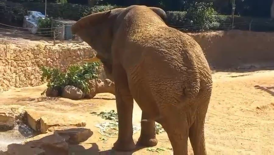 Yossi the elephant