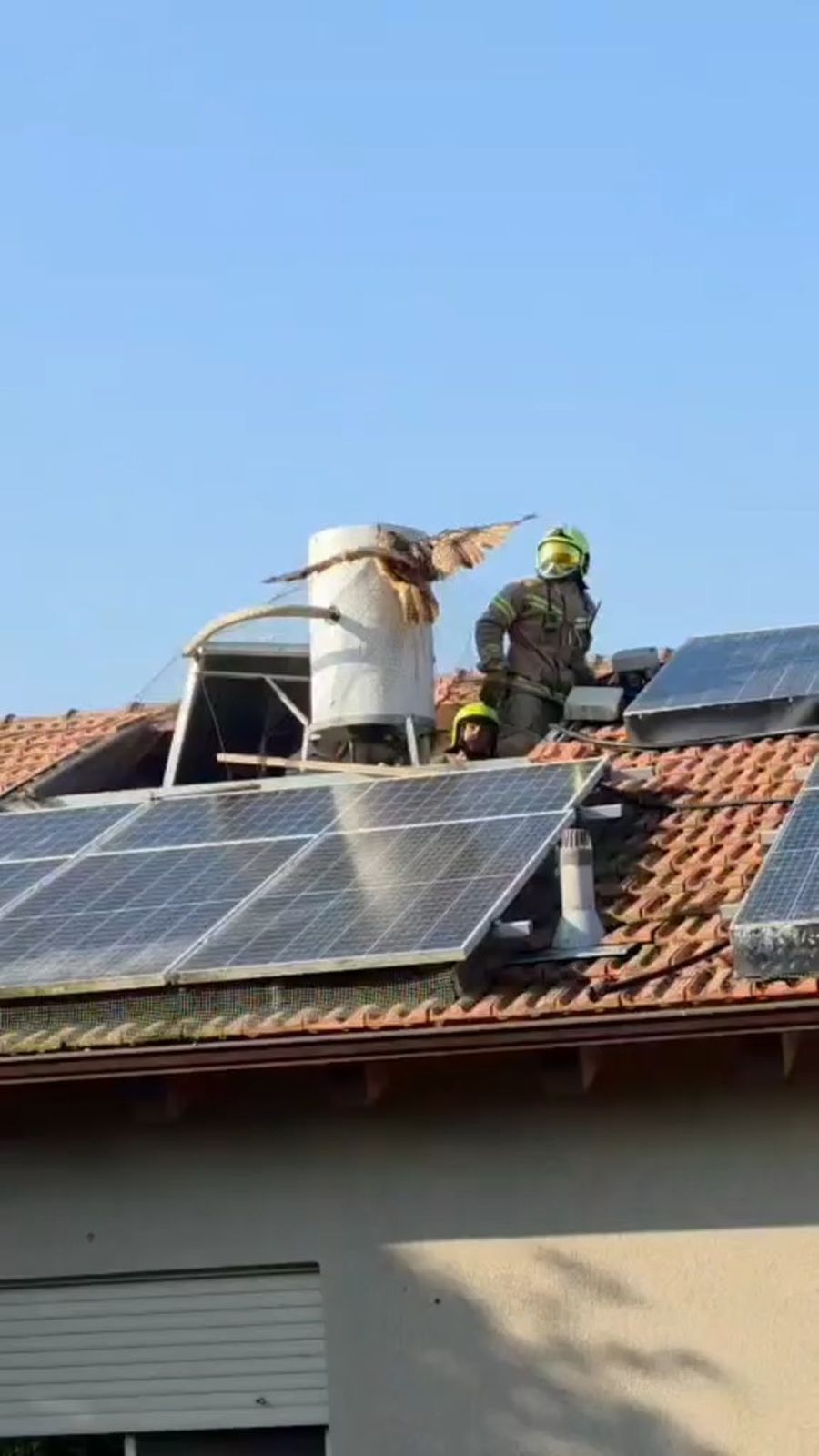The rescue of the owl
