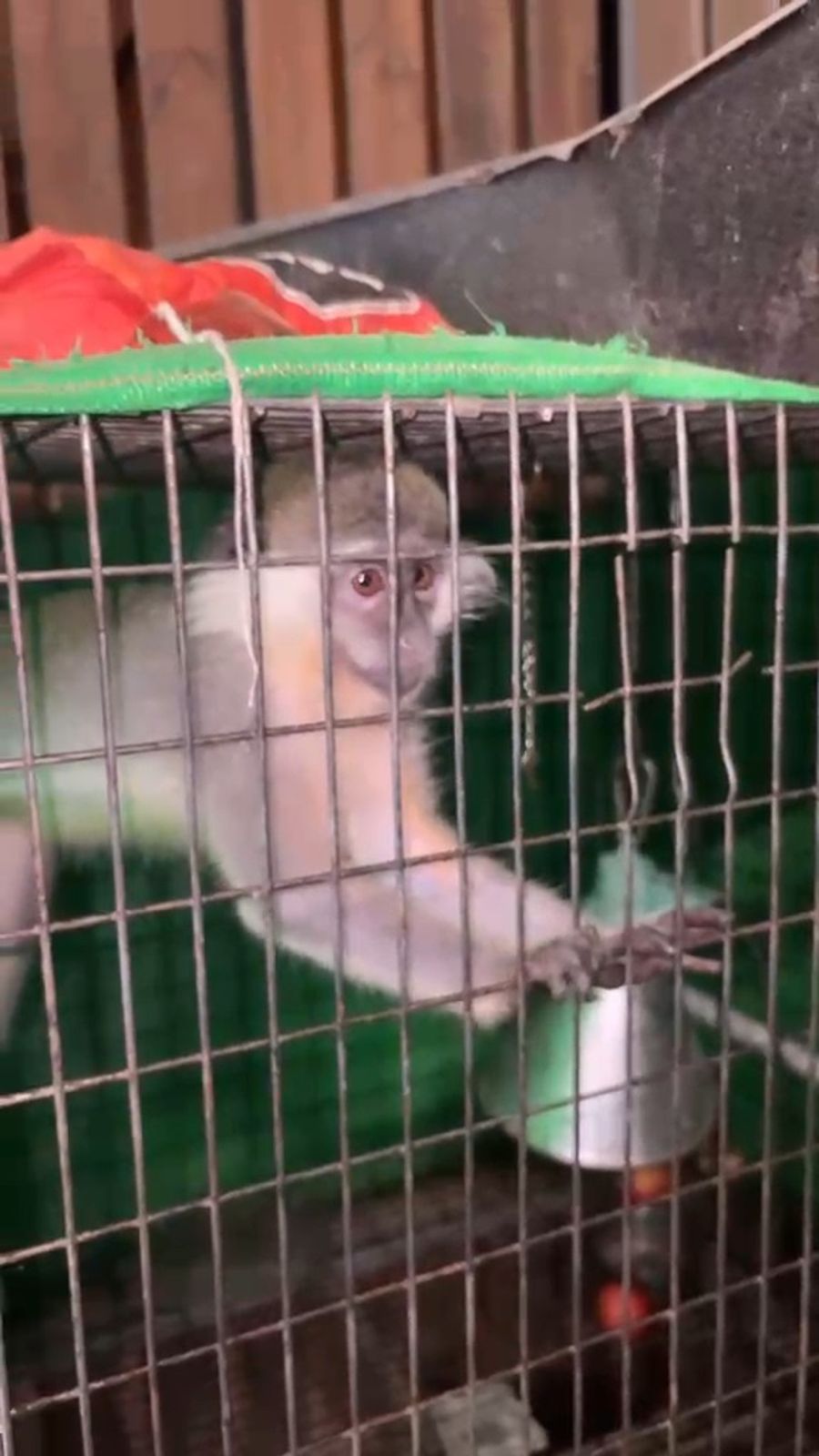 The monkey that was located and the cage in which it was kept