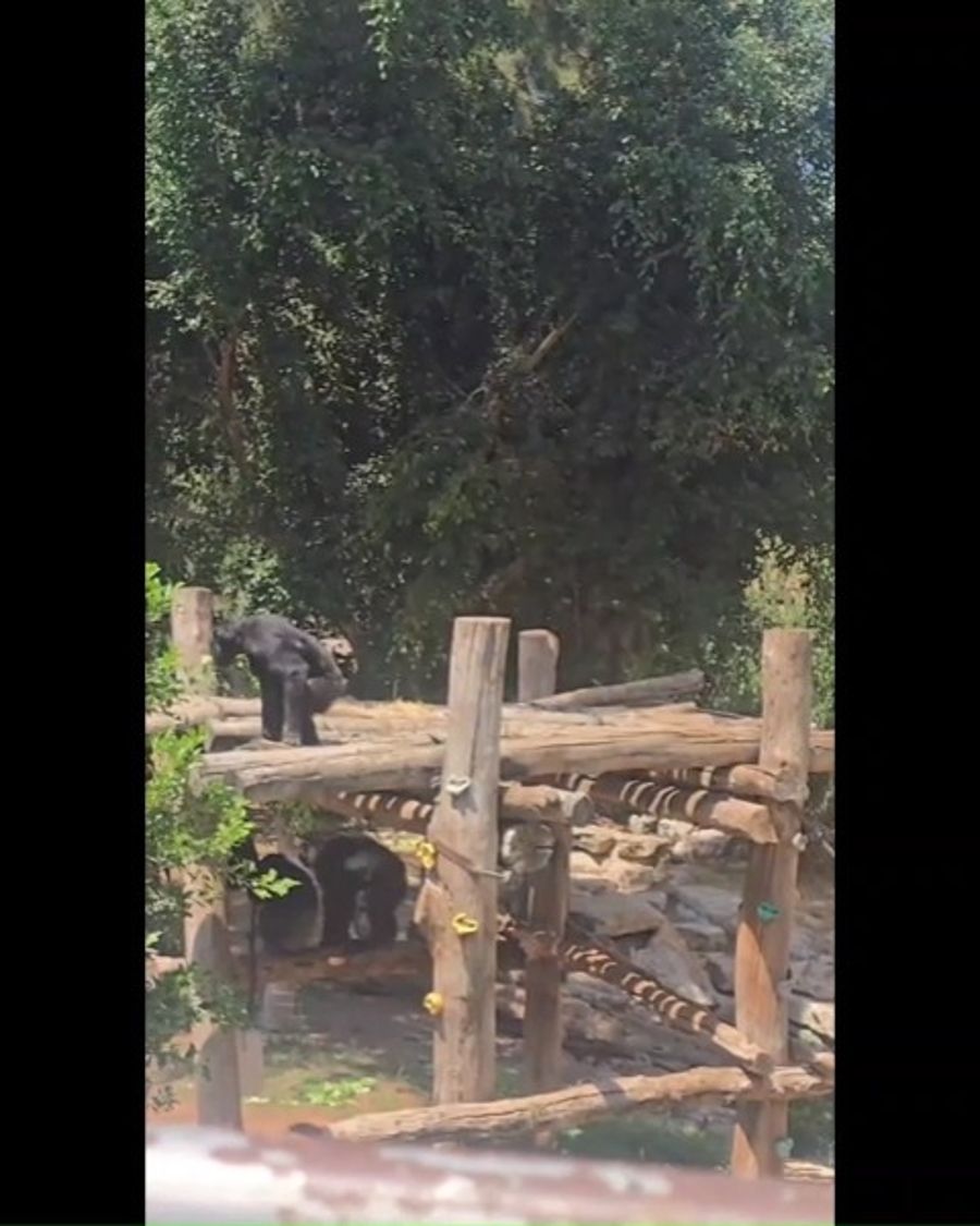 Chimps